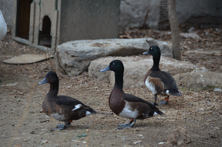 青头潜鸭警戒行为