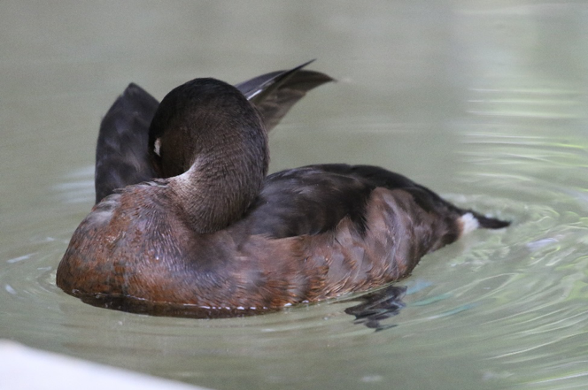 青头潜鸭理羽行为