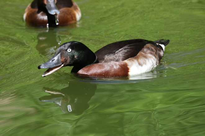 青头潜鸭驱逐行为