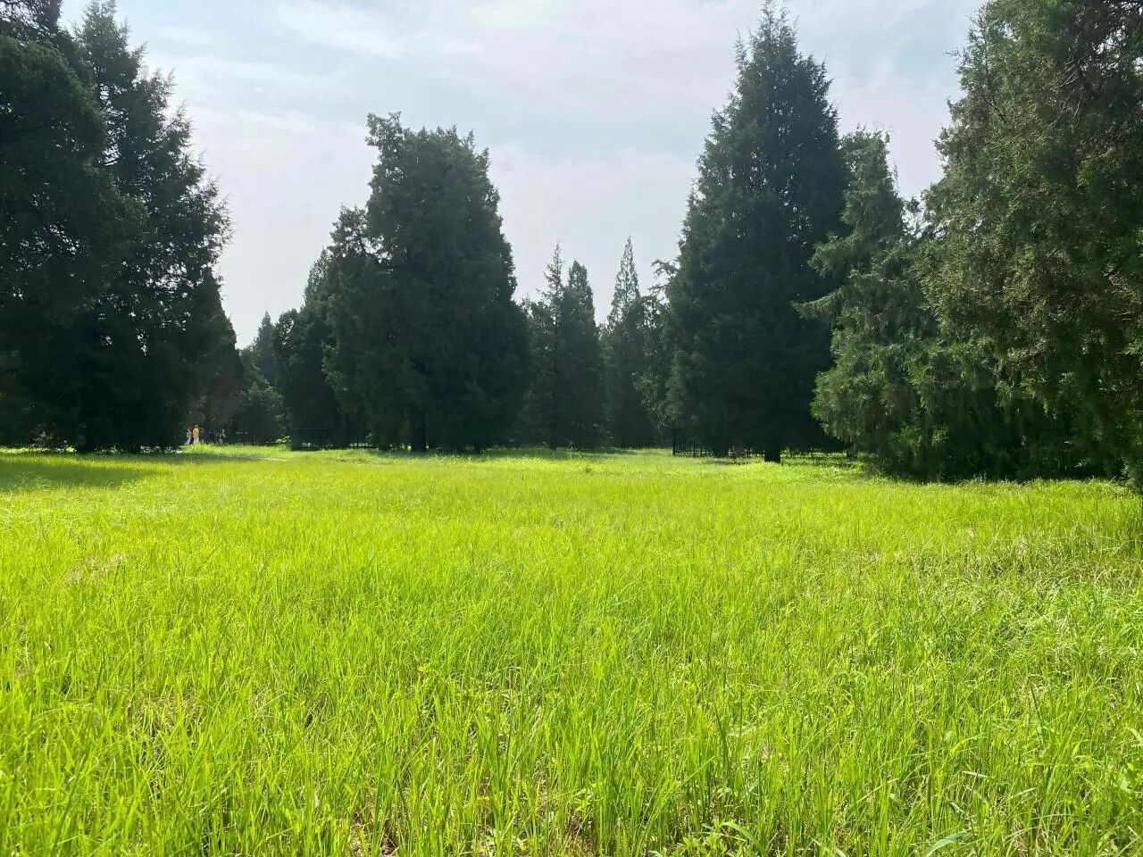 天坛公园游览区异穗薹草